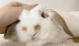 养兔子宠物的方法和注意事项