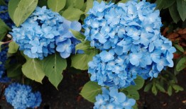 探索花语，花卉寓意大全