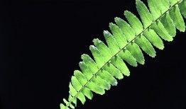 揭秘绿海中的瑰宝，龙井茶，它究竟为何物？