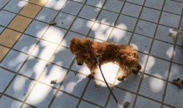 宠物狗怎么拉屎在哪里