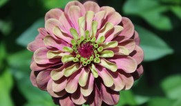 探索花语的奥秘，花和花语大全名字