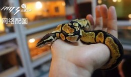 宠物蛇释放香味