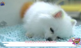 宠物蜘蛛吃什么