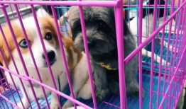 成都宠物救助站免费