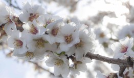 花语世界，唯美高清花卉图片大全