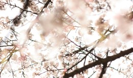 穿越时空的诗意，必会的3000个文学常识古诗
