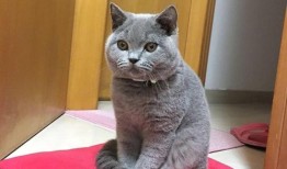 常州好的宠物店