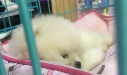 胖东来东西贵吗