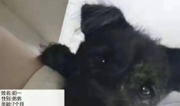 13只宠物的房间图片高清