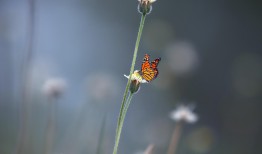 与花共语，简短而深刻的生活哲学
