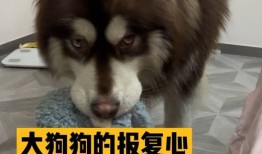 勇闯白令海！中国舰队逼近阿拉斯加，美军嘴上说没事，心已慌了