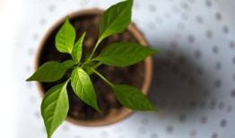 探索农村的天然宝库，农村各种中草药大全