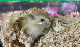 仓鼠的由来是什么