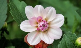 花语交织，探索花与花搭配的深层含义