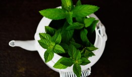本草纲目草药图片大全及作用解析