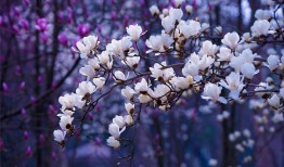 花语世界，探索花朵的美丽与花名背后的故事