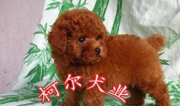 广州哪里卖兔子宠物
