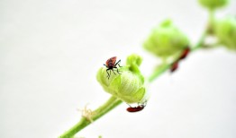 蝴蝶的彩绘世界，百科图片与简笔画大全