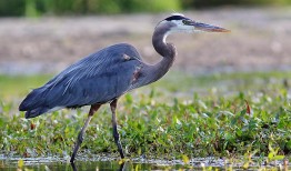 Exploring the Wonders of the Animal Kingdom:A Comprehensive Guide