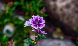 花与花朵，自然之美的无尽探索