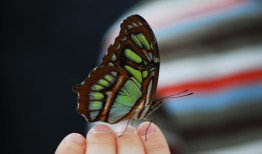 探索蝴蝶的奥秘，百科知识与简笔画大全