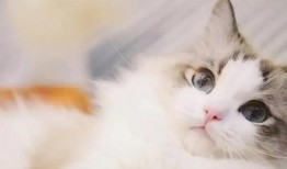 城固话方言城固猫