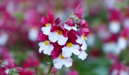 探索花卉世界，花与花名大全