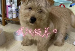 武汉宠物狗狗基地地址