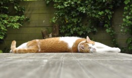 猫尸首分离被塞课桌，理解背后的原因与应对措施