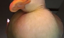 小鸭子宠物爆笑视频播放