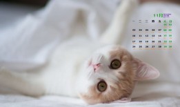 桌面宠物猫咪