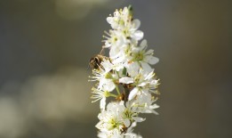探索农村的自然宝藏，100种常见草药及其图片与药名