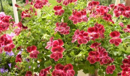 花花的世界，探索花卉的多重角色与价值