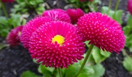 探索花卉世界，花与花的寓意