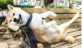 我害怕宠物怎么办