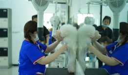 上海上门喂养宠物价格