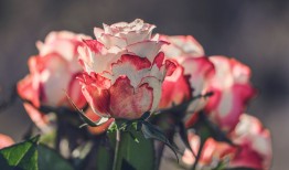 探索花卉世界，花语与花卉的浪漫对话