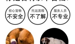 杭州宠物邮寄