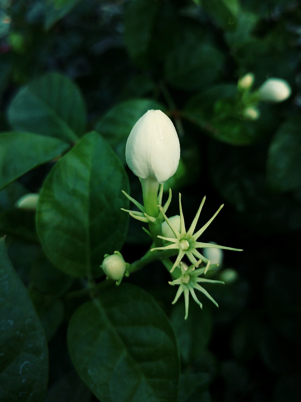 探索生活中的芬芳，揭秘茉莉花茶的价格魅力与日常选择