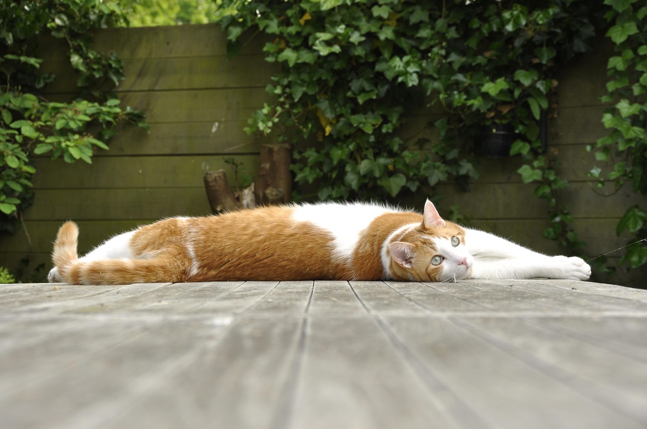 猫尸首分离被塞课桌，理解背后的原因与应对措施