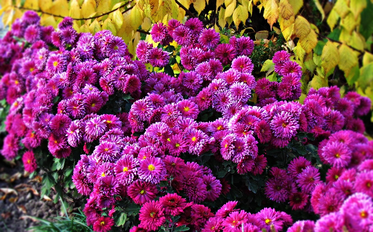 探索花卉世界，花与花之间的独特差异