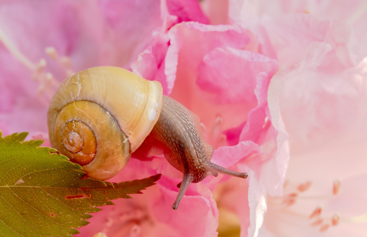 探索花卉世界，10000种常见花名全解析