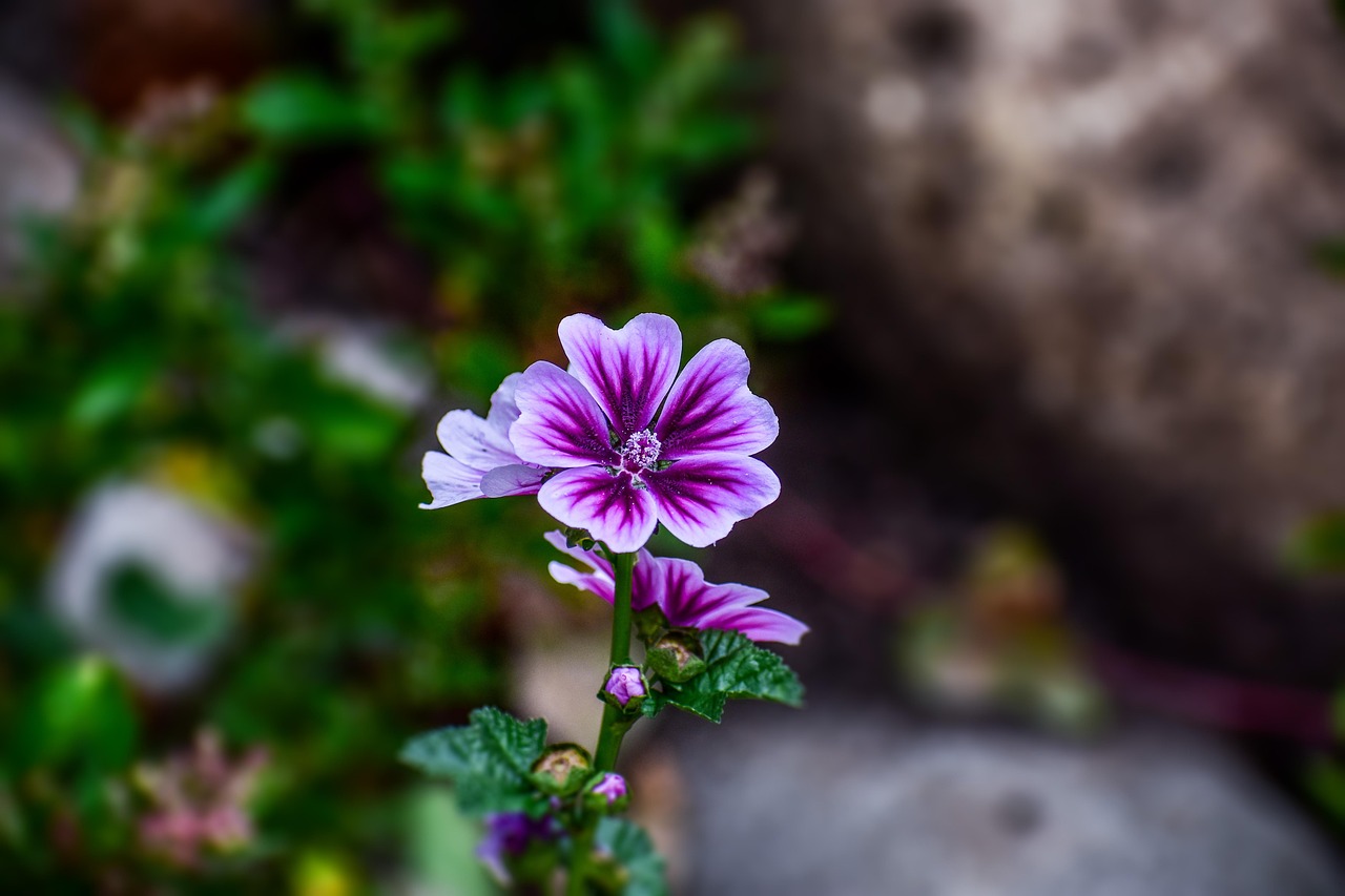 花与花朵，自然之美的无尽探索