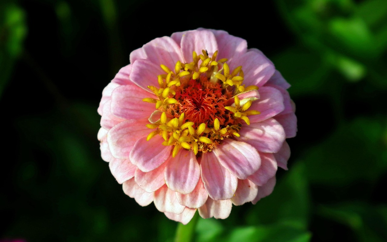 探索花卉世界，100种花的名字与花语