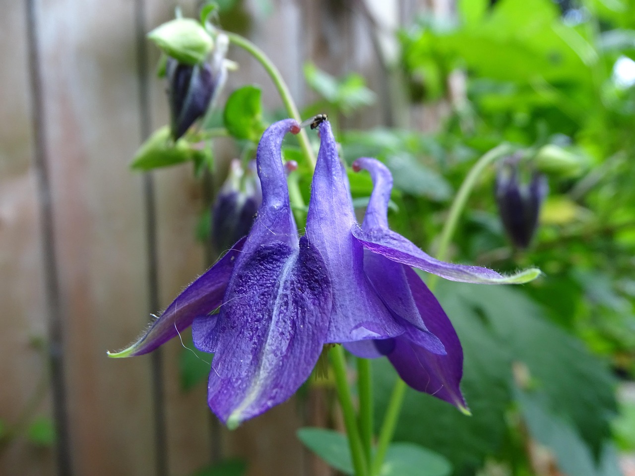 探索花卉世界的多样性，500种花名称大全