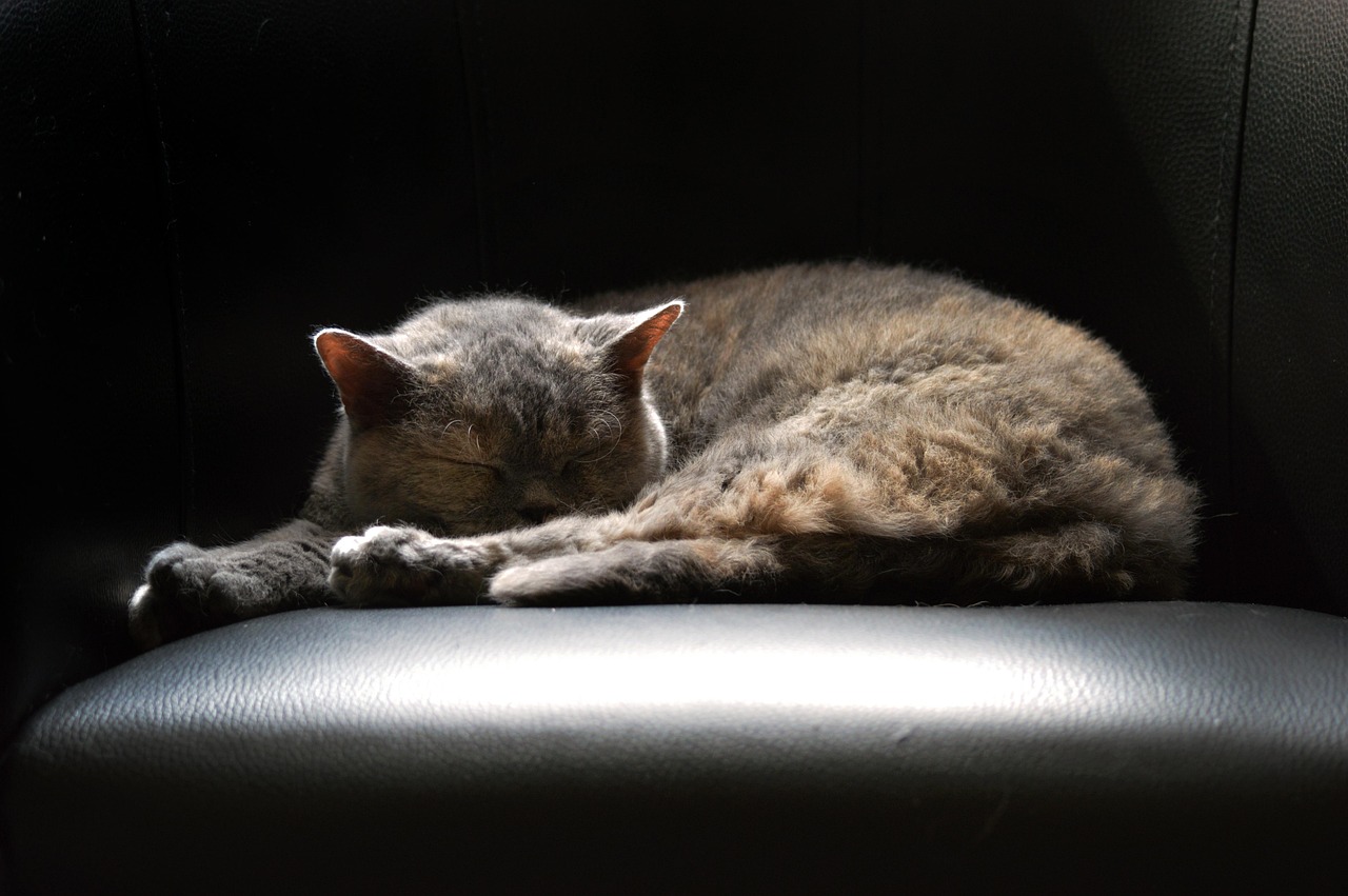 熊猫知识小百科，走进国宝的神秘世界