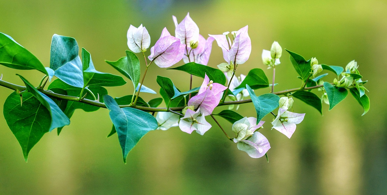 探索花卉世界，花与花的寓意及其文化象征
