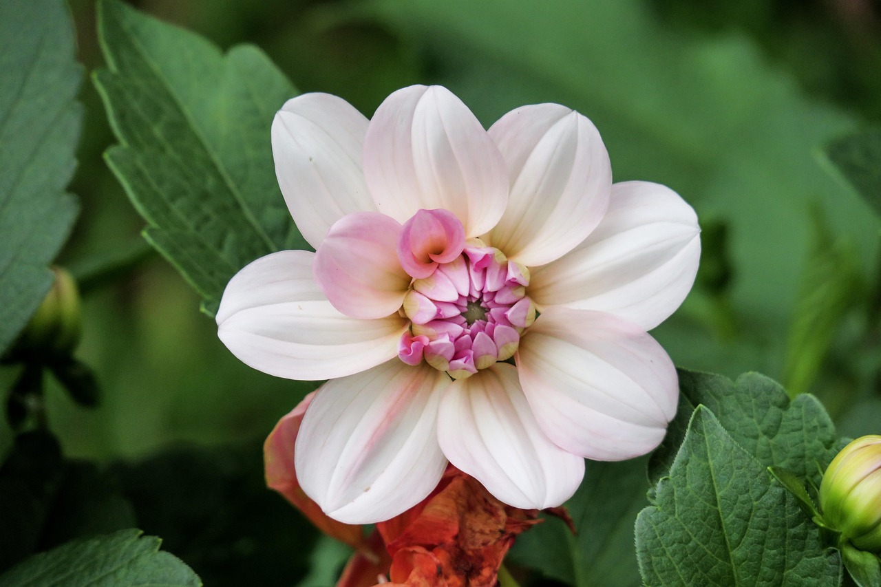 花语交织，探索花与花搭配的深层含义
