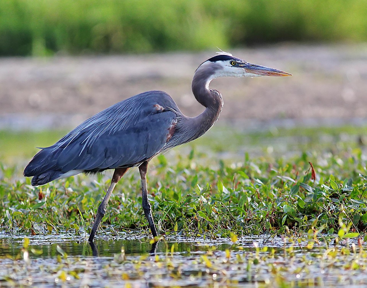 Exploring the Wonders of the Animal Kingdom:A Comprehensive Guide