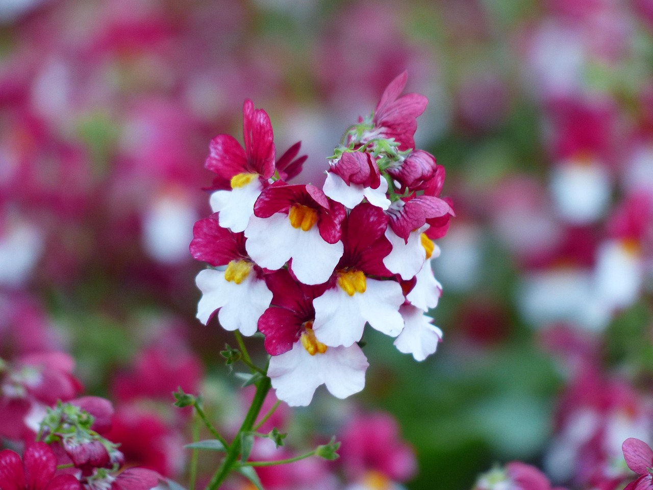探索花卉世界，花与花名大全